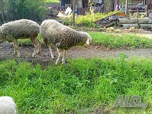 image_4