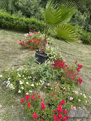 image_21