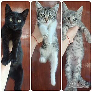 Женски гальовни котета търсят дом | Подарява | София