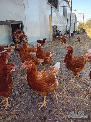 Продавам ярки - носачки Иса Браун Кокошки, Пилета | Селскостопански животни | Бургас