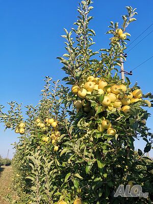 image_11