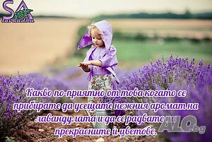 Лавандула-Разсад, Туфи, Саксии