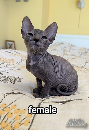 Don Sphynx чистокръвни момченце и момичета