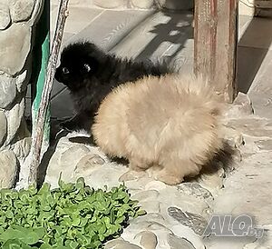 image_7
