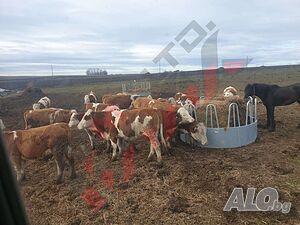 image_11