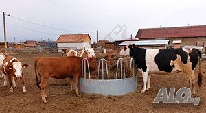 image_13
