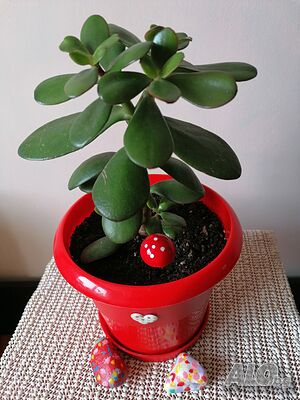 image_2