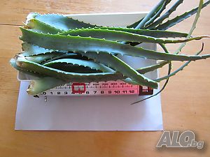 image_6