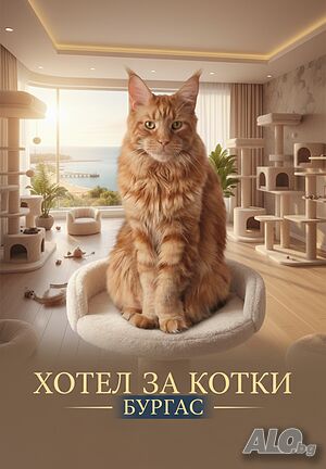 Хотел само за котки в Бургас