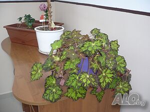 image_10