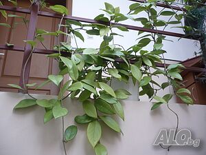 image_11