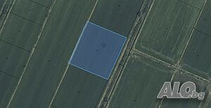 Оризище в землището на село Пищигово