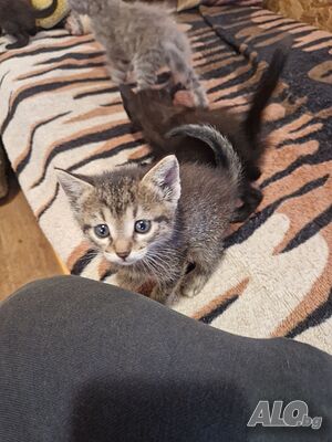 Подарявам котенца