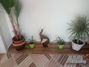 image_6
