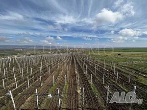 image_7
