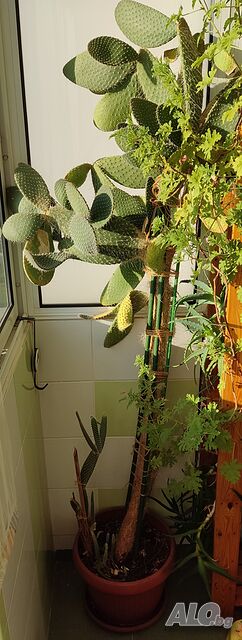 Кактус ”Opuntia Microdasys” h> 2.0m’