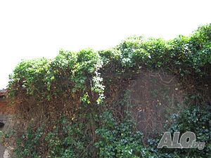 image_6