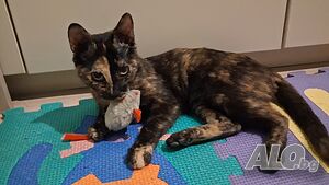 Коте - подарявам котенце