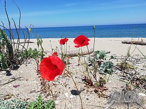 image_31