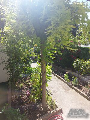 image_10