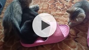 Британски късокосмести котета с таби окраски