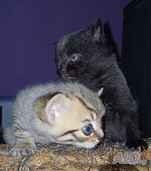 image_7