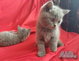 Британски късокосмести котета