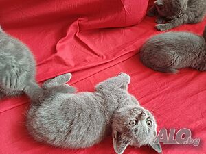 image_11