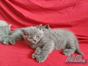 image_12