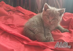 Британски сини късокосмести котенца търсят своите нови домове