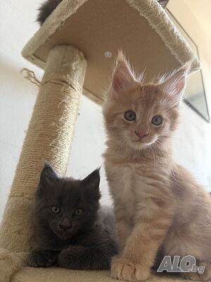 Котенца Мейн Куун
