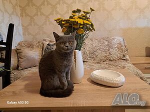 Британски късокосмести