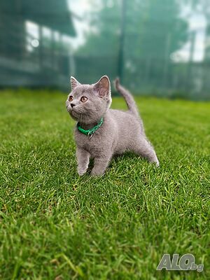 Британски котета