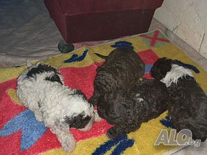 Бебета Лагото Романьоло / Lagotto Romagnolo