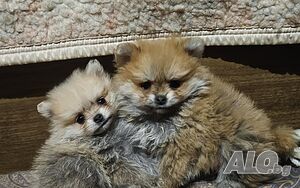 Мини померански шпицове