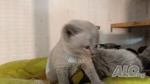image_4