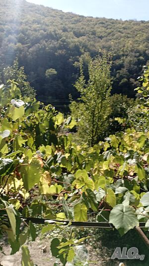 image_39