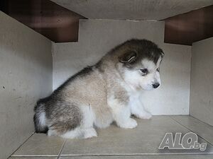 image_3