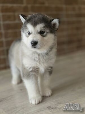 image_4