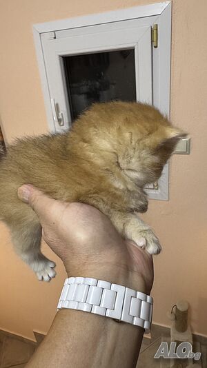 Британски късокосмести златни чинчили Британска късокосместа 1 месеца Мъжко Женско Златни ny 11 | Котки - продава | София