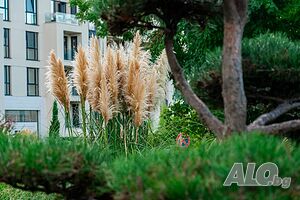 image_38