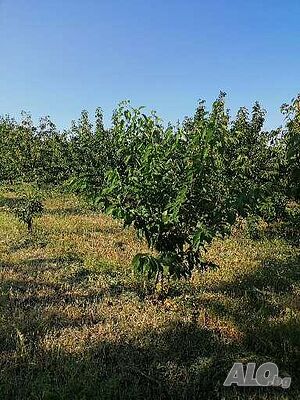 image_11