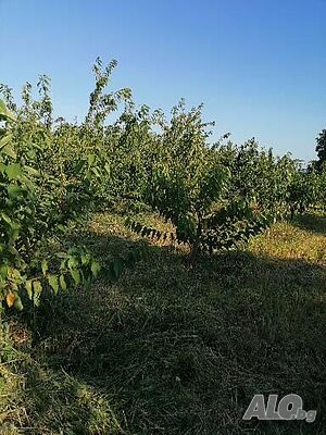 image_12