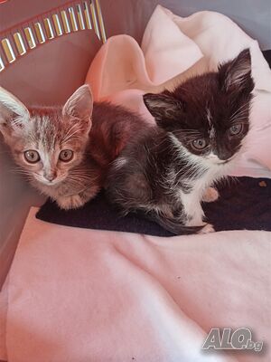 Подарявям котенца на 2.5 месеца