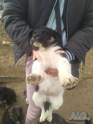image_2