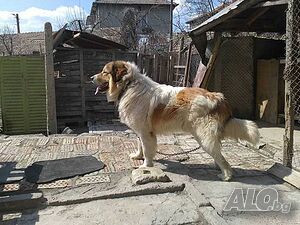 image_8