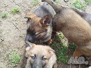 image_4