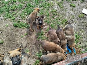 image_5