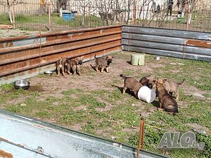 image_10