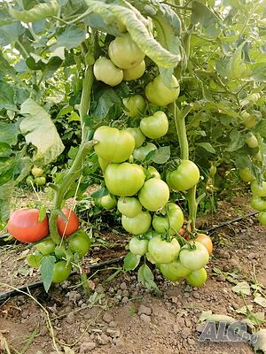 image_7